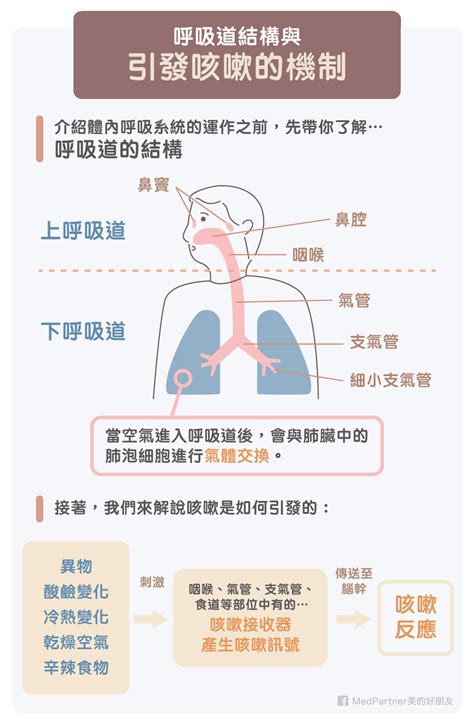 咳嗽時間|咳嗽依發作時間分為三種 症狀持續大於8週要注意！｜元氣